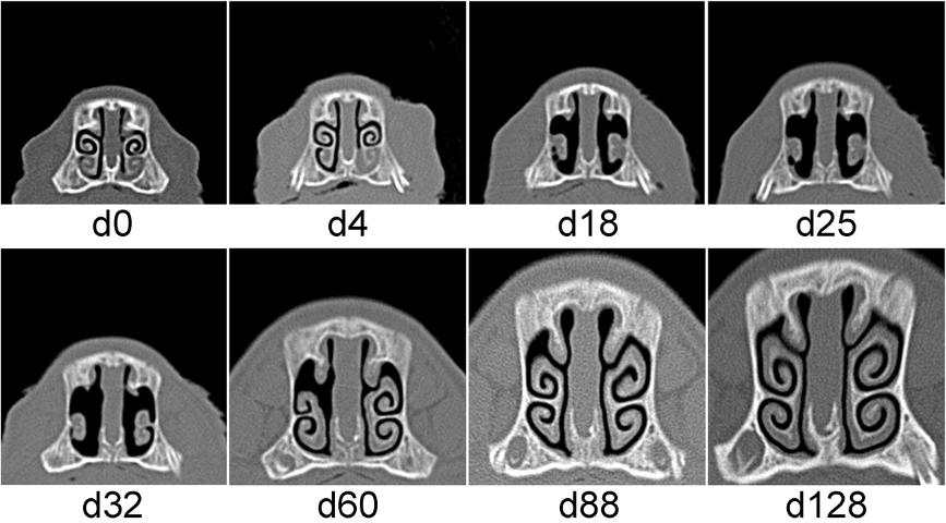 Magyar et al. BMC Veterinary Research 2013, 9:222 Page 6 of 7 Figure 3 Sequential computed tomography scans of pig No. 4 in Experiment 2. Pig No. 4 was infected with B.