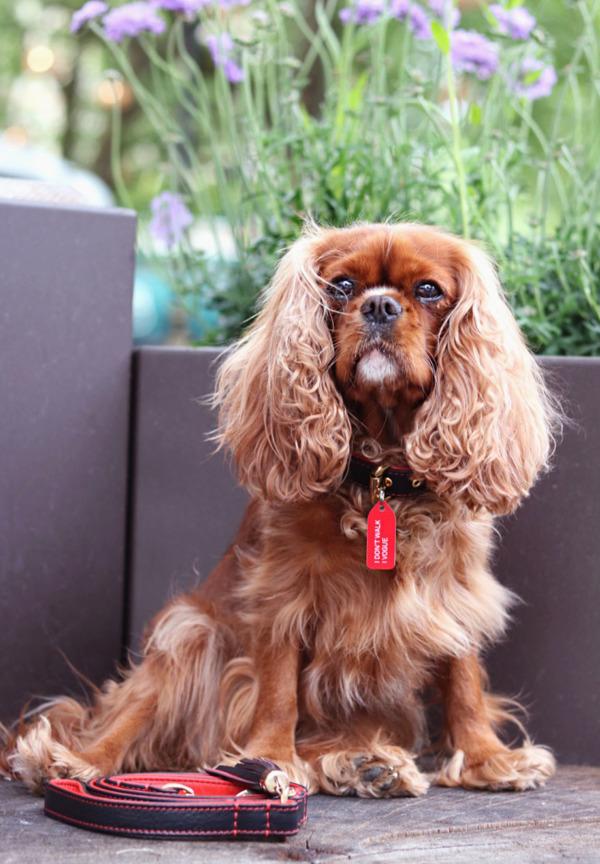 Growlees London-based brand Growlees creates dog collar charms