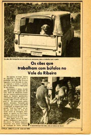 THE DOGS THAT WORK WITH BUFFALOES IN THE VALLEY OF RIBEIRA This story was published in the CAFIB bulletin O fila, ano II, nº 18, in May 1980 and tells about the farm Rio Bonito of Karol Klevze in the
