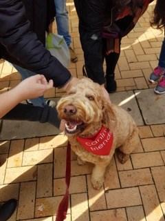 Auckland University Campus Visits by Canine Friends Pet Therapy Volunteers The Auckland Liaison, Rachel Butler, was contacted by Auckland Student Association requesting a number of Canine Friends