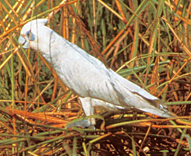 Ngelele Little Corella Cacatua sanguinea White cockatoo with a small white crest and white beak. It has bare skin around its eye that is a bluish colour.