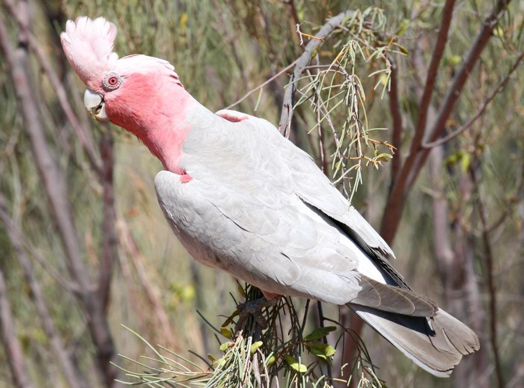 Wiligwilig Galah Eolophus roseicapilla Small pink and grey cockatoo with a small white crest on head.