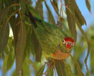 Yirrilinyin Varied Lorikeet Psitteuteles versicolor Small greenish lorikeet with bright red cap and yellow cheeks; chest pale pink with