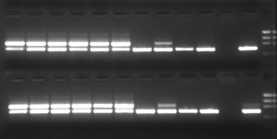 PCR detection of Campylobacter on feces Campylobacter Internal control - + - + Detection limit 50-100 cfu/ml faecal solution =