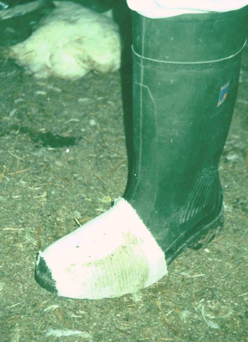 Campylobacter socksample Each flock is sampled 7-10 days before slaughter by taking one par of socks.