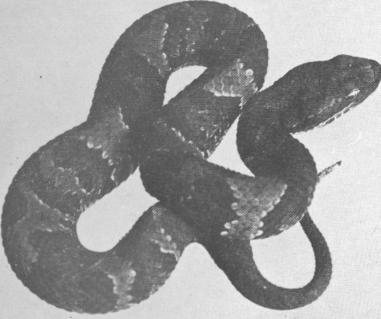 Fig 15. A. p. leucostoma, subadult, length 385 mm.