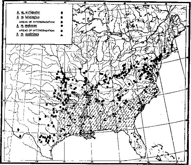 1943 GLOYD AND CONANT: COPPERHEADS AND MOCCASINS 153 Map 1. Geographic distribution of the subspecies of the copperhead, Agkistrodon mokeson. Dotted line and hatched area separate the range of A. m. austrinus.