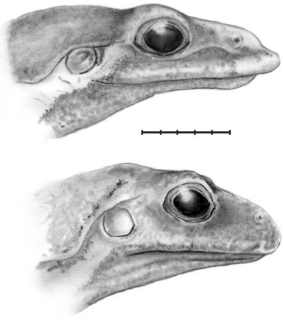 Morphological variation in Leptodactylus lutzi (Anura, Leptodactylidae) Figure 1 - Lateral profile of head of Leptodactylus lutzi. Top, male, ROM 43451; bottom, female, 43441. Scale bar = 5 mm.