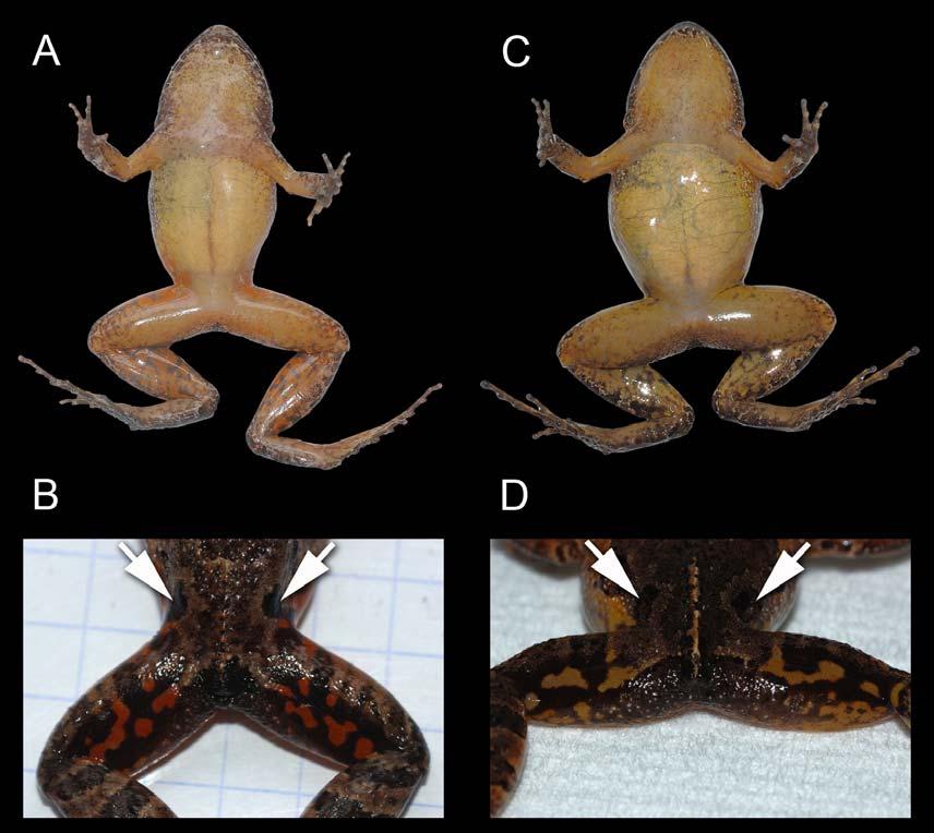 Kok et al. Figure 3 - (A) Ventral face of a male (IRSNB 13946) Leptodactylus lutzi in life; (B) Posterior surface of thighs of the same specimen; (C) Ventral face of a female (IRSNB 13945) L.