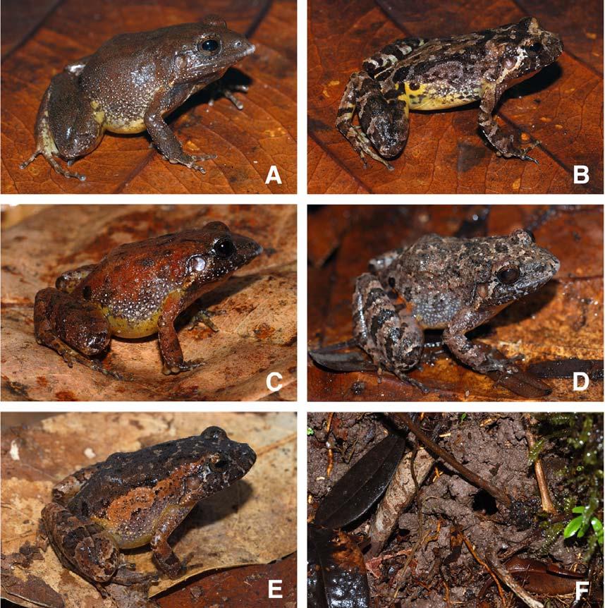 Morphological variation in Leptodactylus lutzi (Anura, Leptodactylidae) Figure 4 - Color-pattern polymorphism in living Leptodactylus lutzi and nesting chamber. (A) Pattern A, IRSNB 13956, male 30.