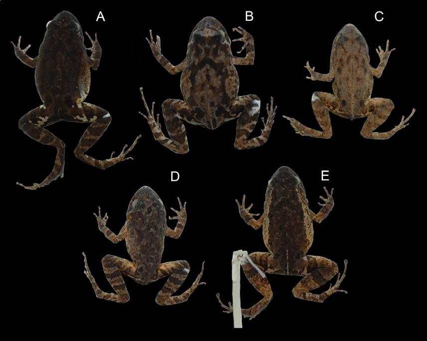 Kok et al. Figure 5 - Color-pattern polymorphism in preserved Leptodactylus lutzi. (A) Pattern A, IRSNB 13957, female 32.9 mm SVL, Kaieteur National Park; (B) Pattern B, IRSNB 13953, female 34.