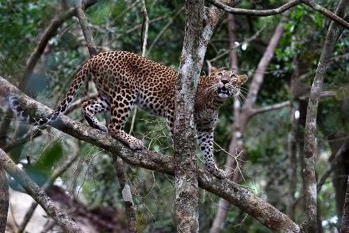 Wilpattu leopard