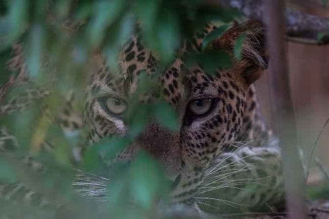 Amazing leopard sighting in Yala,