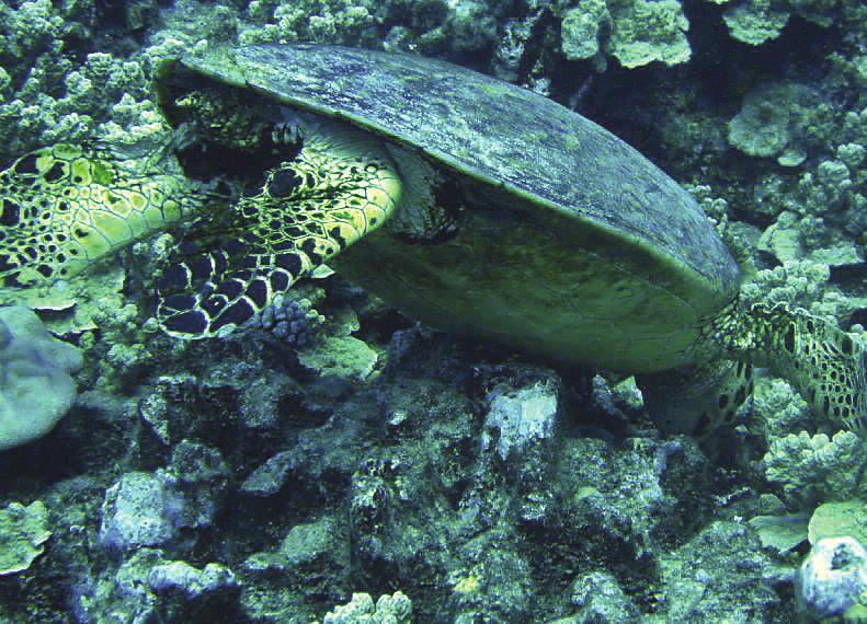 Fig. 10. Hawksbill turtle in typical feeding pose. RP5 (C.