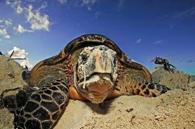 Adaptation to Climate Change for Marine Turtles (ACT) Aim: Reduce the vulnerability of