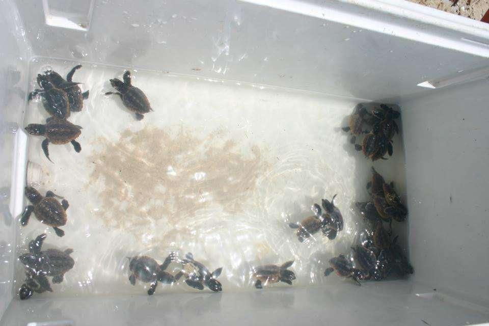 Turtles that did not make it out of