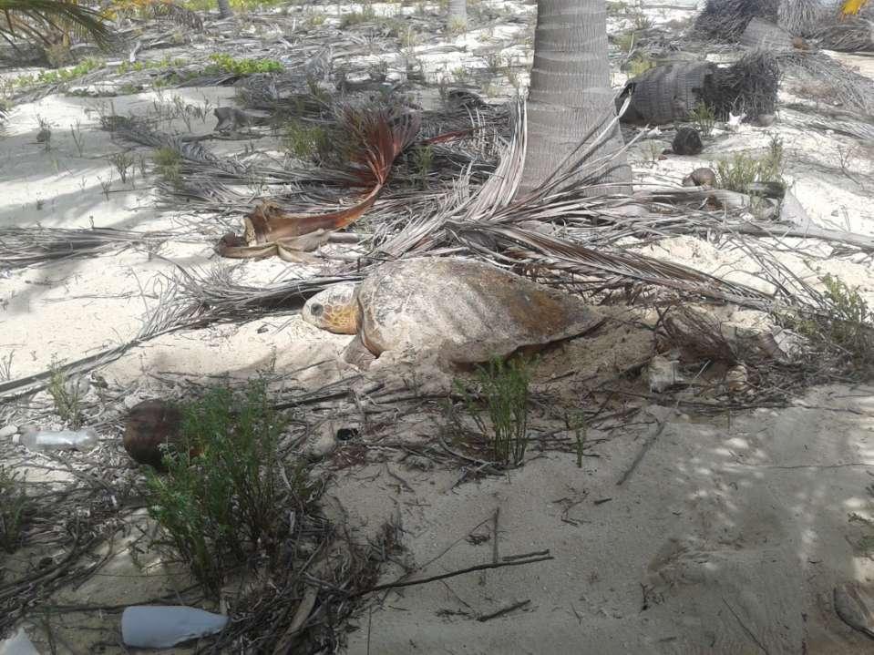 Traditionally green turtles nested during the