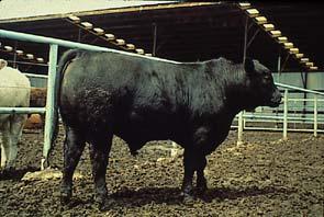 Trichomoniasis Bull Pathogenesis Not affected by the disease