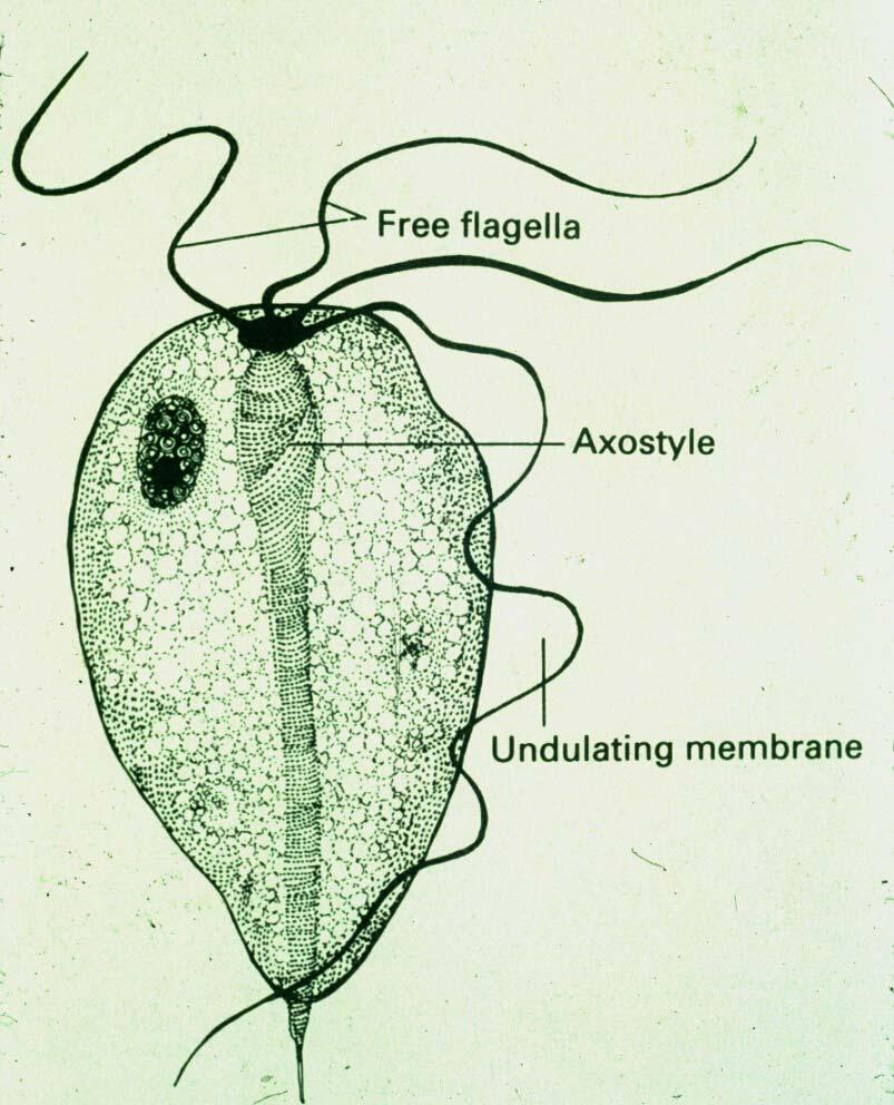 Organism Protozoa Trichomonas