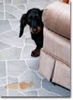 Housetraining Drs. Foster & Smith Educational Staff Q. What are the best methods for housetraining a puppy? A.
