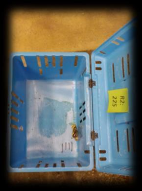 Photo 3(left): The four wooden cages the chicks are housed in, from day 8 onwards until the end of Photo 4(right): A transport box with a plastic inlay for individual dropping collection. 2.1.