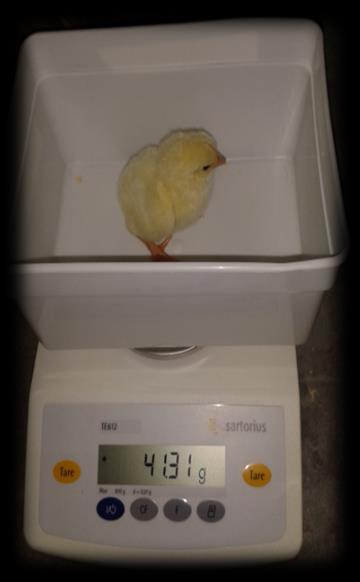 During the first weighing moments, the chicks were transported in a box (10 chicks at a time) to the entrance of the poultry house (place were the weighing scale was set up).