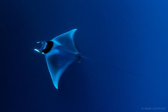 Knowledge gaps: Species Distribution Models Species name: Mobula mobular* (Spinetail Devil Ray) Taxonomic revision: changed from M. japanica (White et al.
