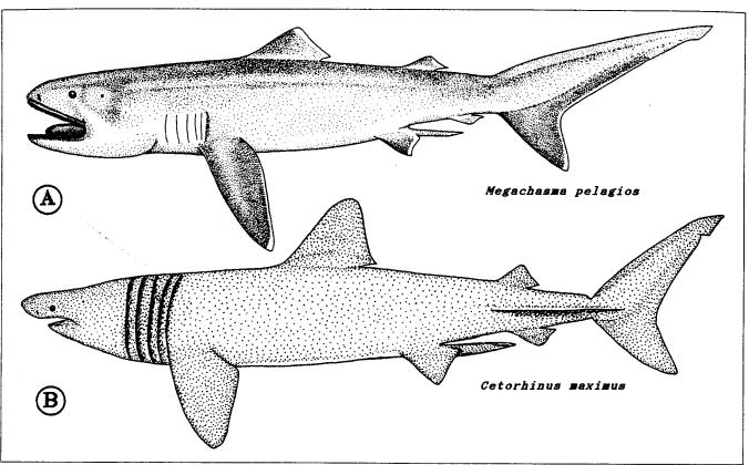 Figure 4: Megamouth and basking sharks.