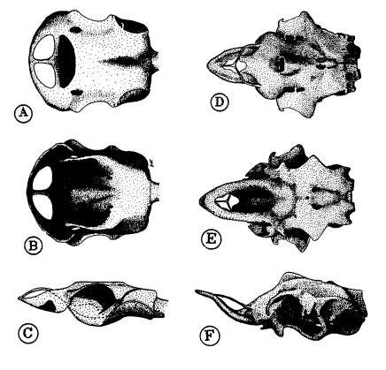 Figure 5: Chondrocrania of megamouth and basking sharks.