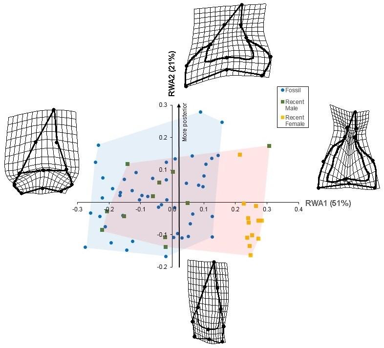 Figure 12: Scatterplot of individual tooth placement for fossil and Recent Megachasma teeth along RWA1 and RWA2. Percent variation for each axis is explained in parentheses.