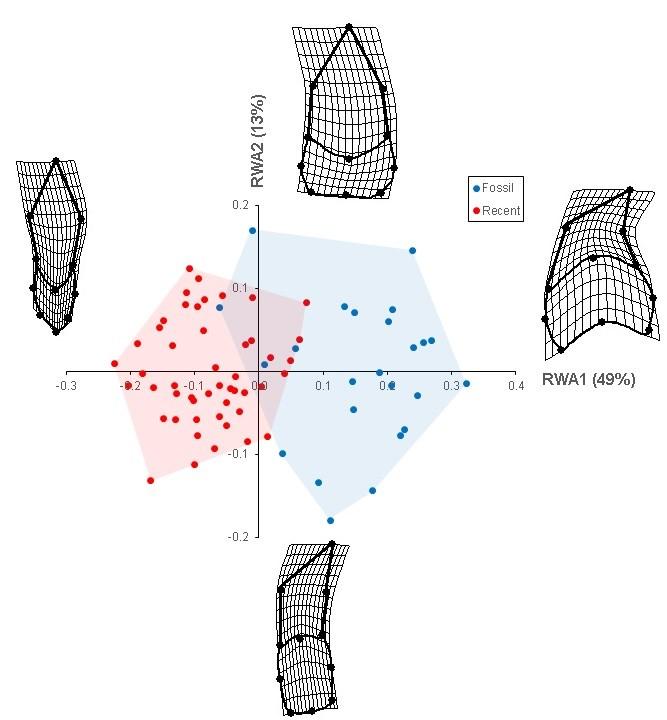 Figure 15: Scatterplot of individual tooth placement for fossil and Recent Cetorhinus teeth along RWA1 and RWA2.