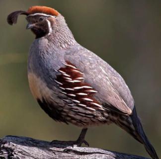 California Quail California Quail are gray and brown, with a black face outlined with bold white stripes.