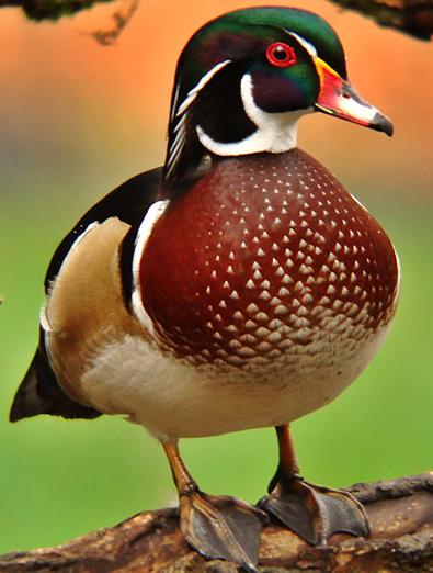 Wood Duck The Wood Duck one of the colorful of all waterfowl. Males are iridescent chestnut and green, with ornate patterns on nearly every feather.