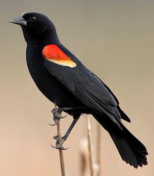 Red Winged Blackbird One of the most abundant birds across North America, and one of the most boldly colored with glossy black with red-and-yellow shoulder badges.