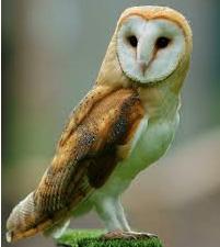 Barn Owl Ghostly pale and strictly nocturnal, Barn Owls are silent predators of the night world. They have a whitish face with dark eyes.