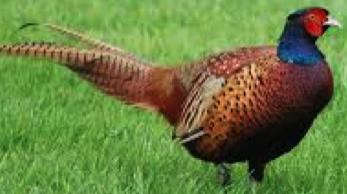 Ring-necked Pheasant Ring-necked Pheasant gaudy birds with red faces and an iridescent green neck with a bold white ring. They have very long tail s that are coppery with thin, black bars.