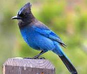 Stellerʼs Jay Stellerʼs Jays have a prominent triangular crest that often stands nearly straight up from their head.