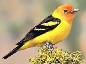 Western Tanger The Western Tanager has an orange-red head, brilliant yellow body, and coal-black wings, back and tail.