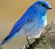 Mountain Bluebird Mountain Bluebirds are small thrushes. They are shiny blue above and the lower belly is whitish.
