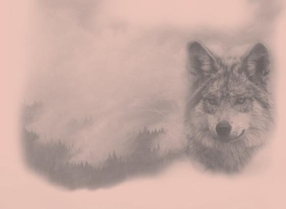 misrepresent the gray wolf situation, to advance some of their other causes. The gray wolf has appropriately been a poster animal for a host of environmental ills.