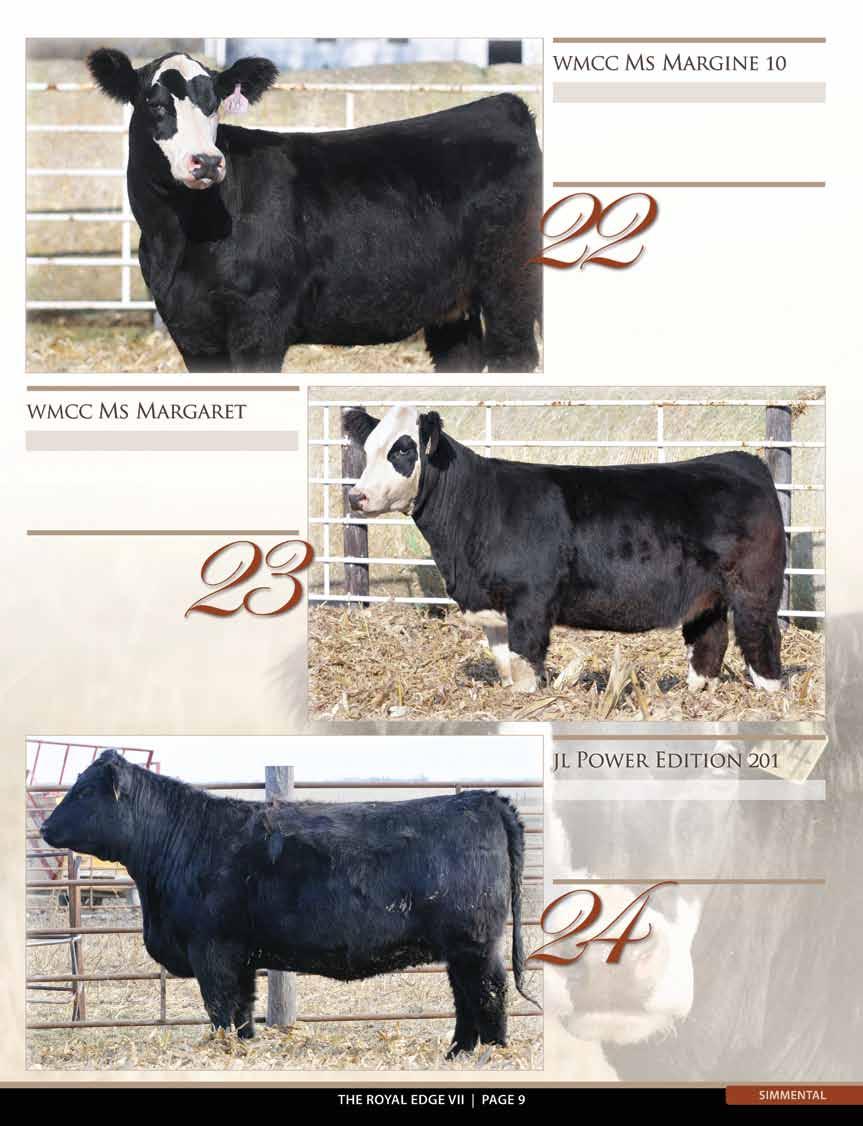 Sire: Maximus Dam: Mia (Mama s Boy) AI: Big Softy 5/14 Color is in and this one brings it in a moderate, attractive & stout package. Study your lesson on the Maximus females they re improvers.
