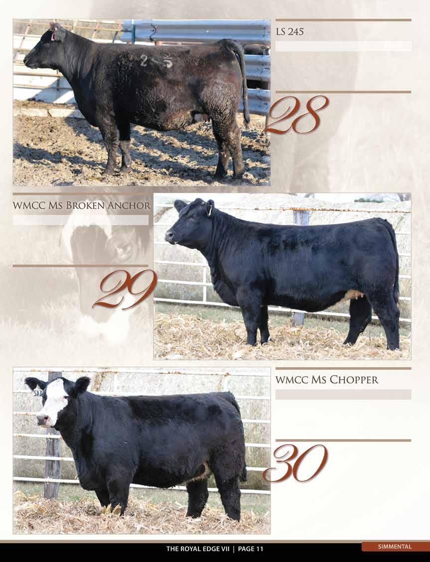 Sire: Macho Dam: Angus AI: The Answer (Sexed Female) 4/25 PE: Driscol Angus bulls 5/1 to 7/1 A good bellied, sleek fronted, super sound, maternal bred female you can build around.