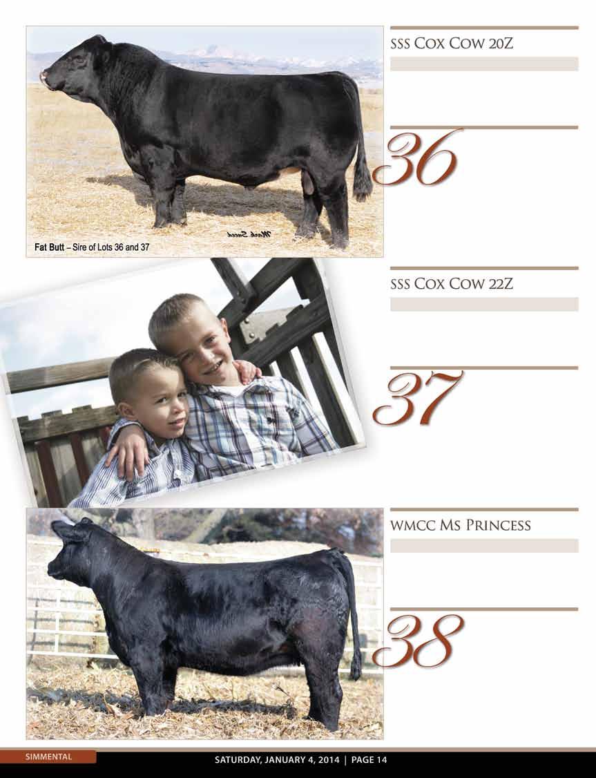 PB Simmental BD: Spring 2012 Sire: Dream On Dam: Climax/Bertha 6G AI: Combustible 5/1 PE: Silveira s Style x Powerline 5/24 to 7/3 Here s a Purebred Dream On daughter