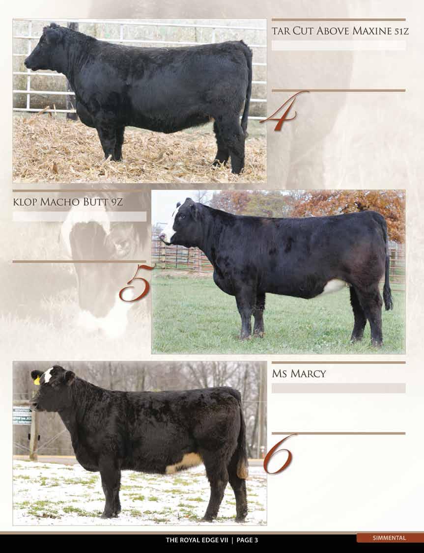 3/4 Simmental ASA #2641635 BD: Spring 2012 Dam: Maximus/OCC Anchor AI: Upgrade 6/6 An earth shaker here! Huge bodied, great structured, massive boned and footed, and shaggy.