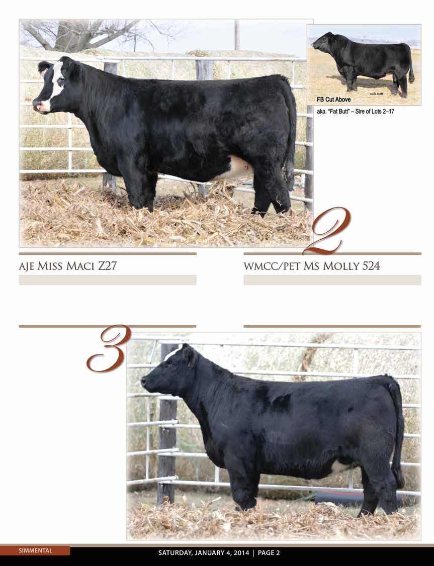 3/4 Simmental ASA #2643022 BD: Spring 2012 Dam: Macho AI: JF American Pride 4/14 consigned by Klopfenstein Simmentals Good looking, great build & destined to make an awesome cow, traits very typical