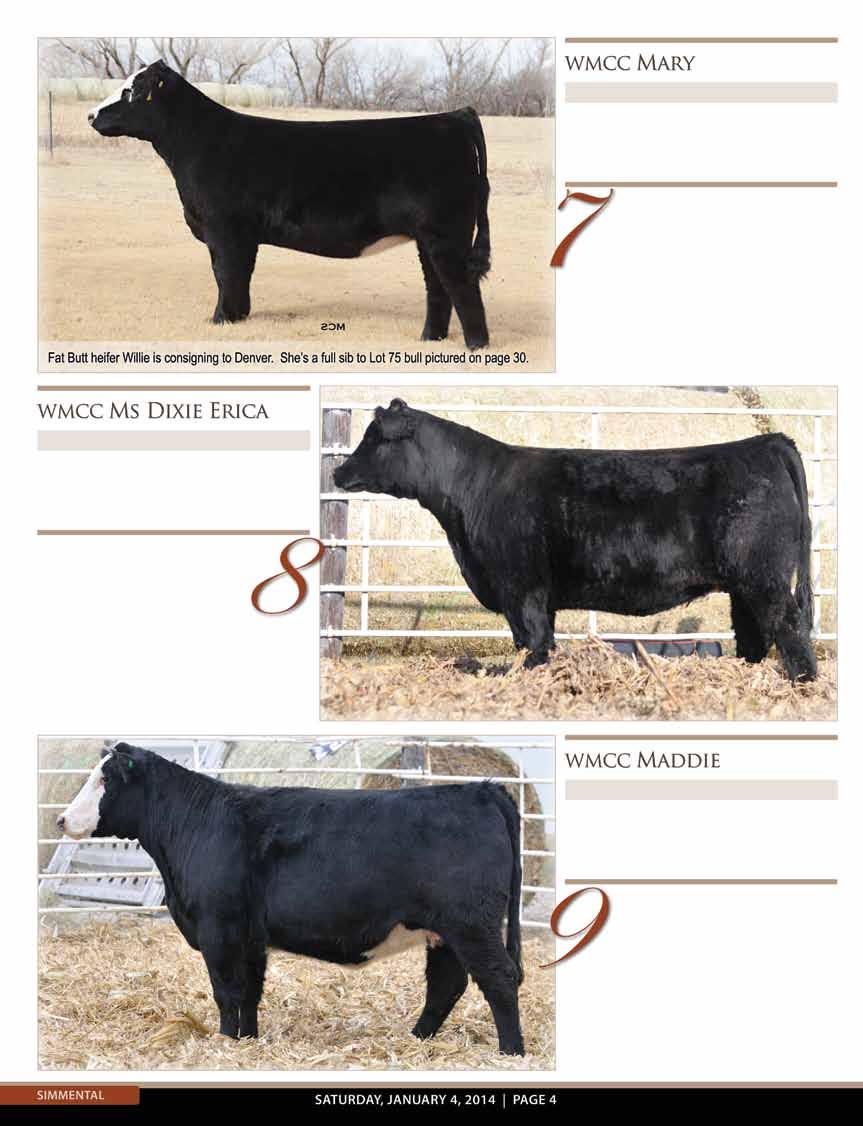1/2 Simmental ASA #2798401 BD: Spring 2012 Dam: Predestined AI: Combustible 5/4 Flush sister to Lots 2 and 11.