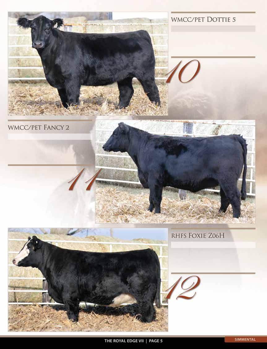 1/2 Simmental ASA #2798400 BD: Spring 2012 Dam: Predestined AI: Combustible 5/8 PE: Antidote son 5/24 to 7/3 Awesome made, chisel fronted, power, middle and sound.