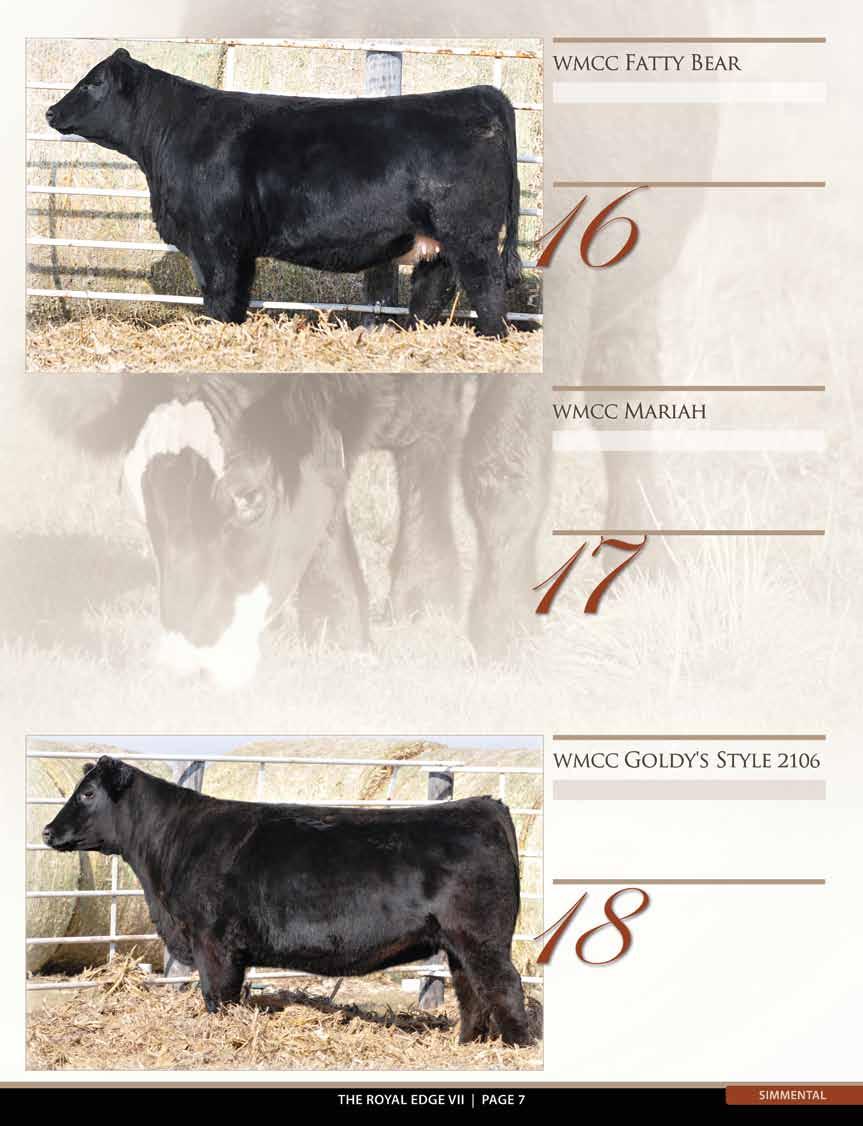 She s bred to have a quarter blood by Final Answer shortly after sale day. Sire: Style Dam: Goldy (Goldmine) AI: Combustible 4/30 The Goldy cow was very, very good to me.