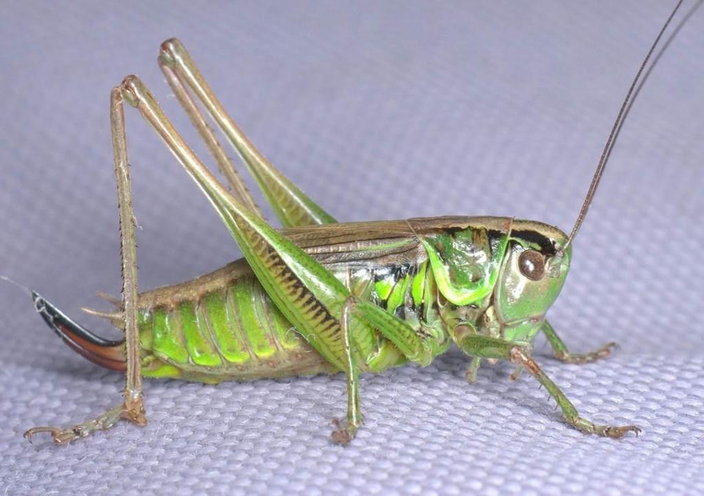 IDENTIFYING GRASSHOPPERS, CRICKETS AND ALLIES IN