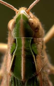 Lesser Marsh Grasshopper Chorthippus albomarginatus 5 Keels of pronotum